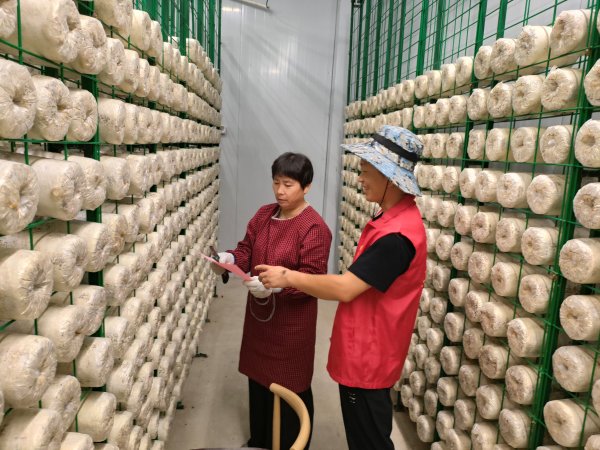 易富配资 淮北市杜集区朔里镇： 安全护航“致富菇”   织密生产“防护网” _大皖新闻 | 安徽网